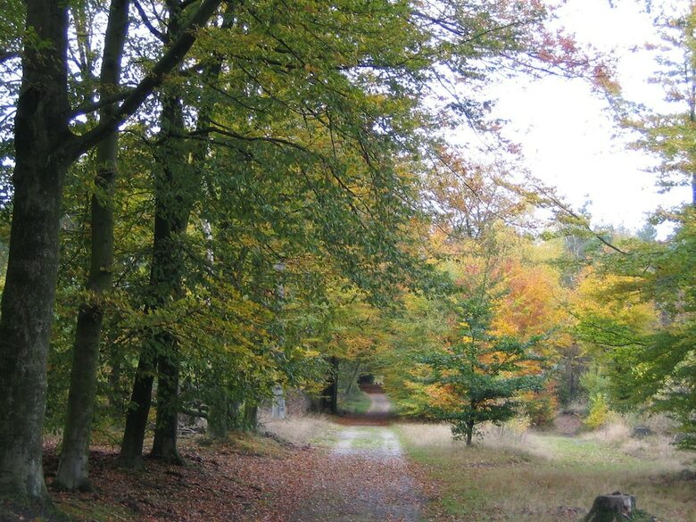 Detached Forest Villa With Dishwasher, Located In de Veluwe