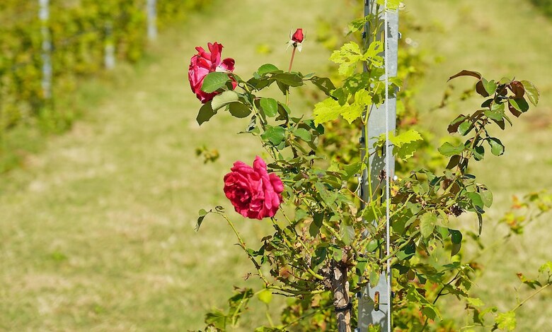 Agroturismo Agriturismo Corte Tonolli