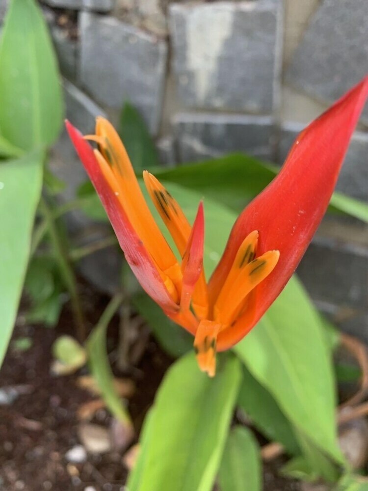 Hotel Cat Tuong Homestay