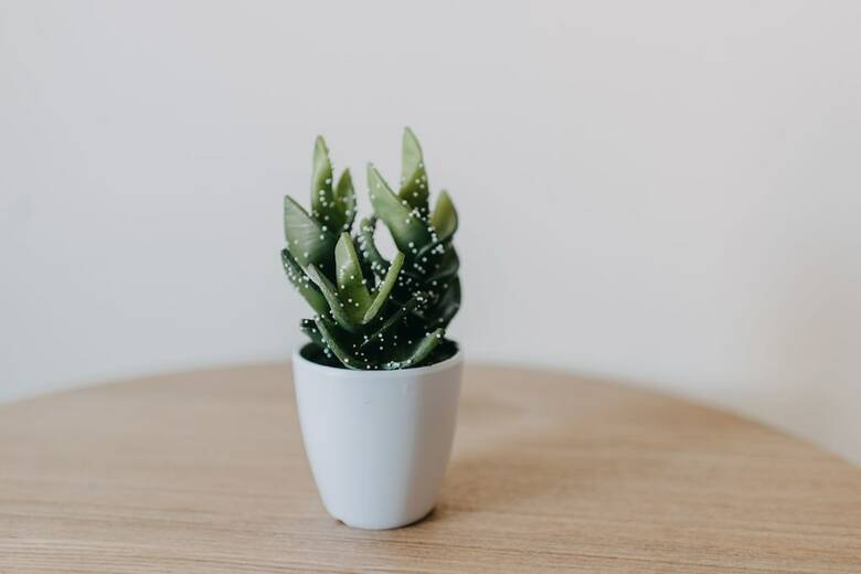 Apartamentos Best House Nirvana Patra