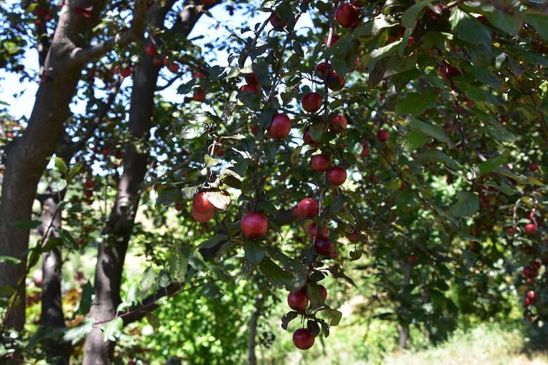 Agroturismo Agriturismo Terra Dei Falchi