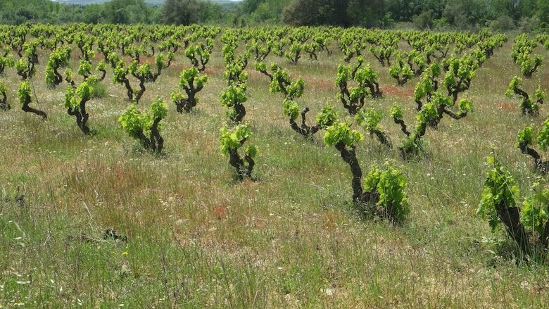 Agroturismo La Masia de Montpedr�s