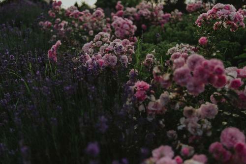 Agroturismo Ranczo W Dolinie