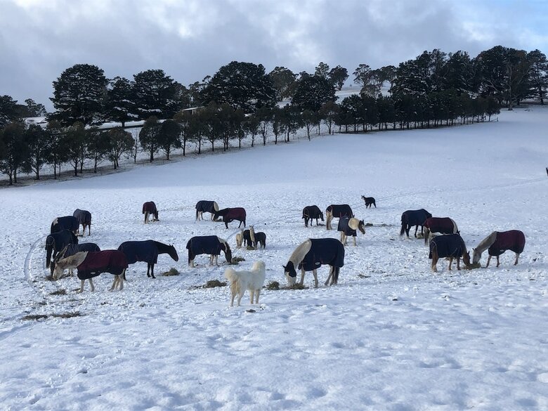 High Country Trail Rides & Farm Stay