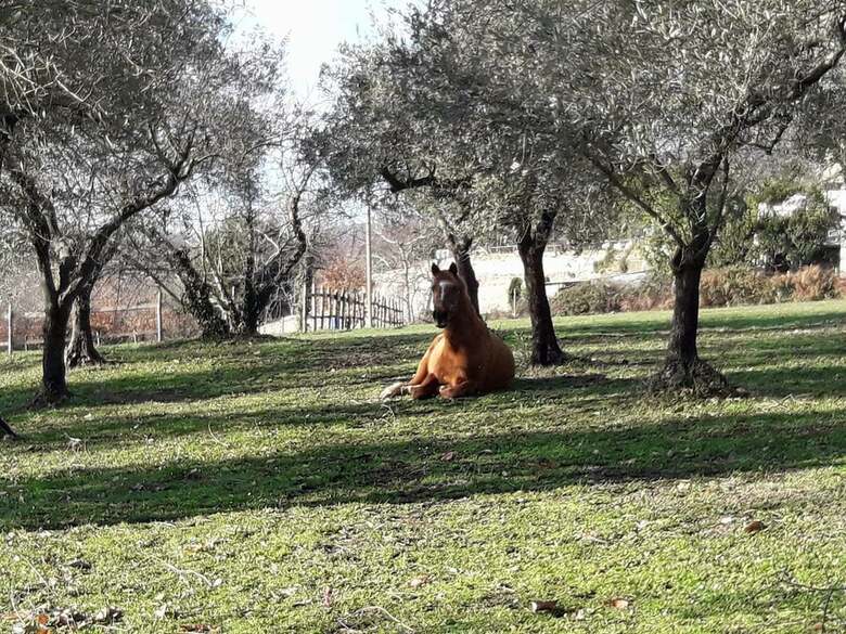 Agroturismo La Masseriola Agriturismo