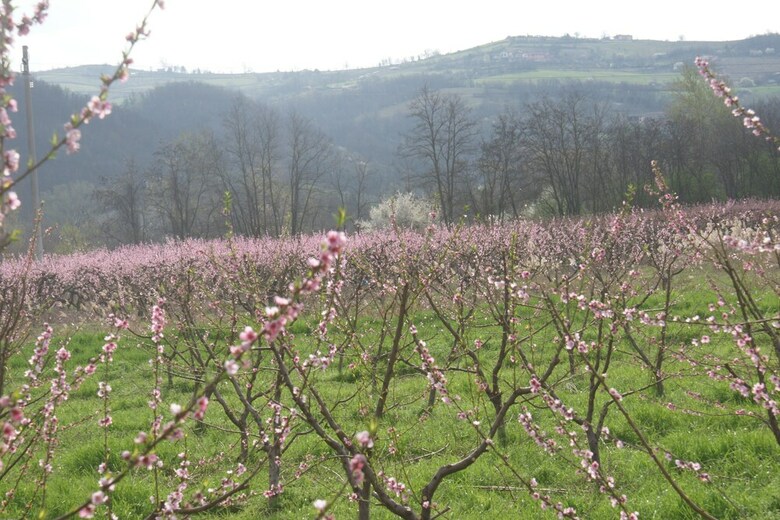 Agroturismo Tenuta Terensano