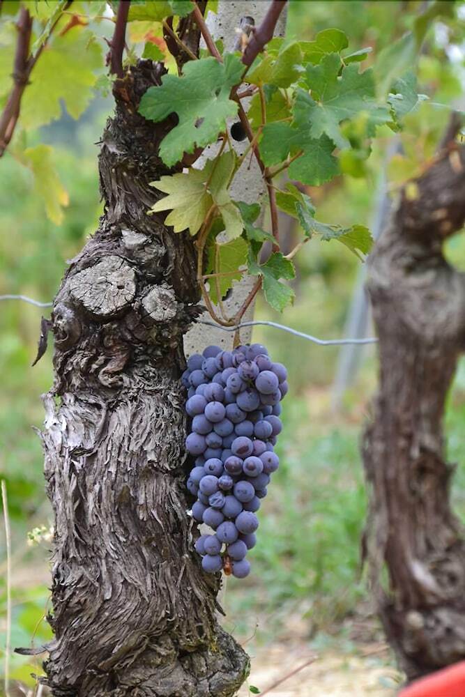 Agroturismo Agriturismo Ridaroca