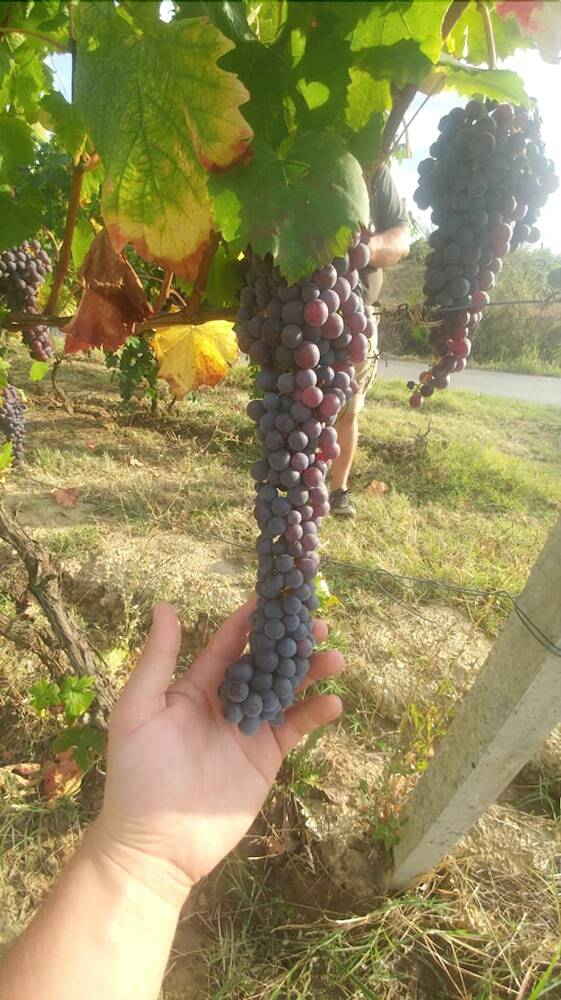 Agroturismo Agriturismo Ridaroca