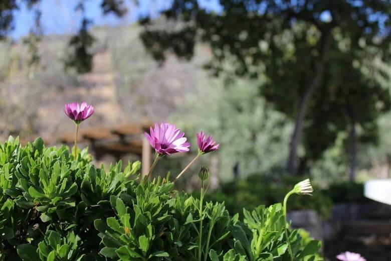 Agroturismo Cortijo La Fe