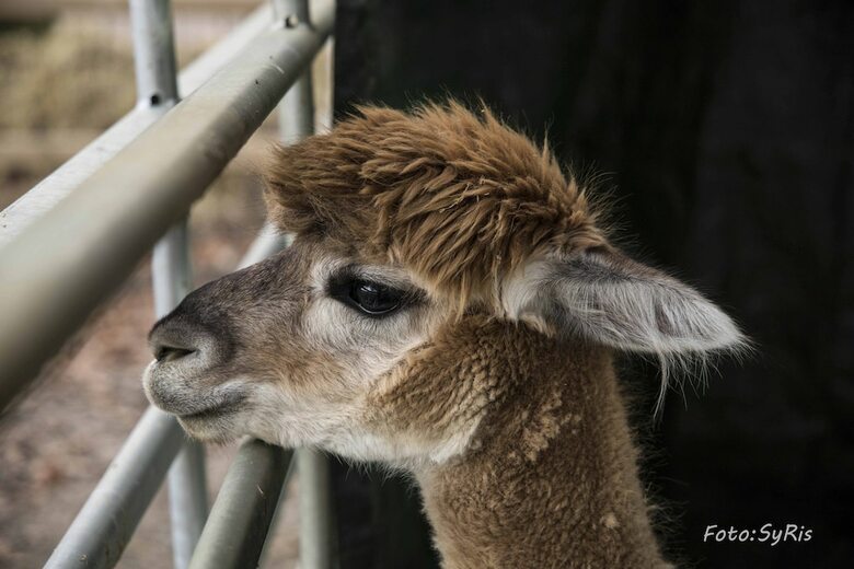 Hotel La Alqueria de Las Alpacas