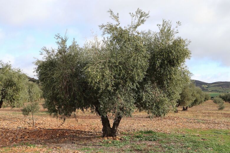 Agroturismo La Finka