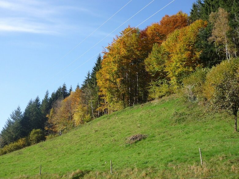 Great Holiday For Groups Or Multiple Families On A Beautiful Black Forest Farm
