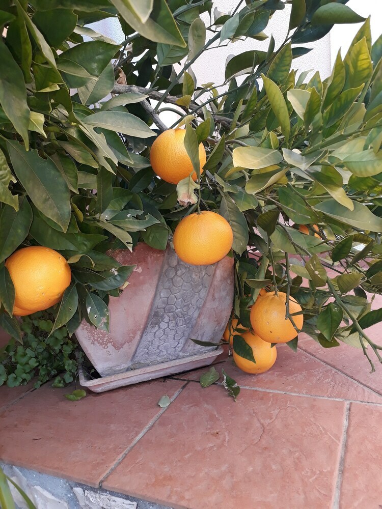 Apartamentos Villa Jadranka Privlaka