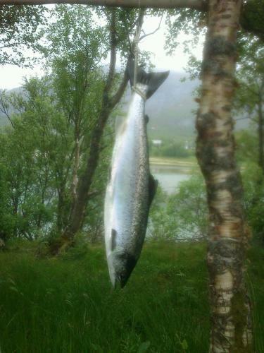 Lodge Kjellingstraumen Fjordcamp