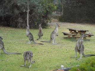 Hotel Grampians View Cottages