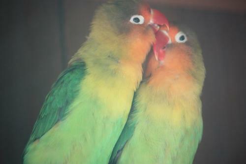 Hostal Hotel Happy Caretta