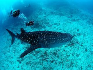 White Sand Dhigurah