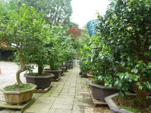 Ginkgo Hotel