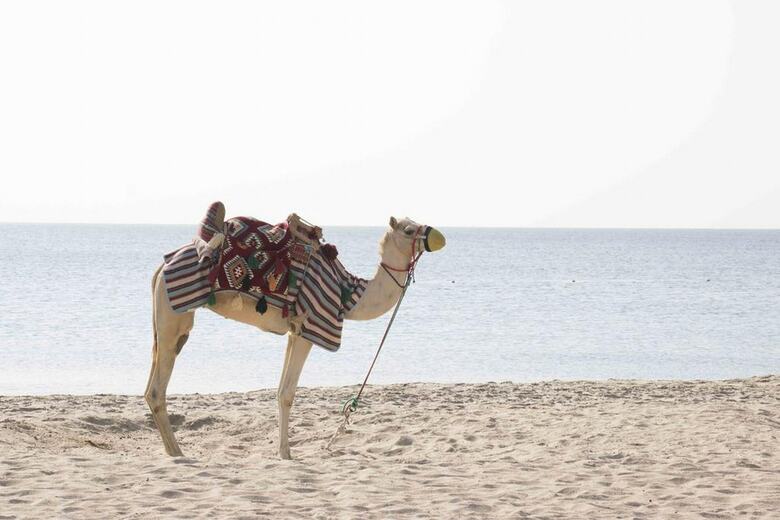 Hotel Sealine Beach. A Murwab Resort
