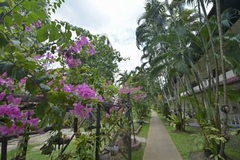 Patong Palace Hotel