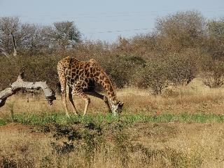 Hotel Ku Sungula Safari Lodge