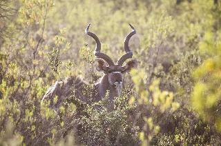 Hotel Wildehondekloof Private Game Reserve