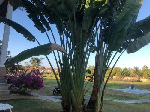 Aparthotel Nadivana Serviced Apartments