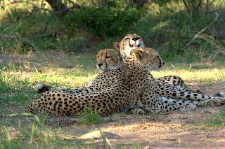 Hotel Chisomo Safari Lodge