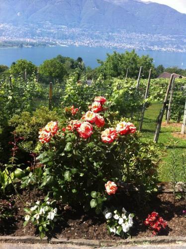 Hotel Ristorante Gambarogno