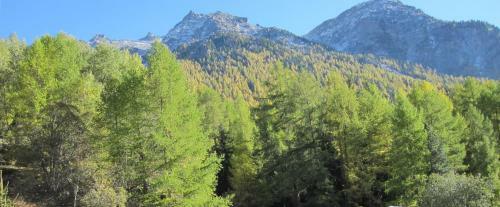 Apartamentos Waldheim