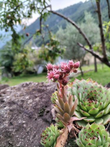Bed & Breakfast Da Erminia