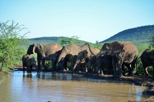 Motswiri Private Safari Lodge