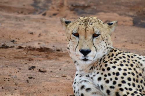 Motswiri Private Safari Lodge