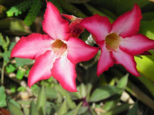 Apartamento Bellevue Suites