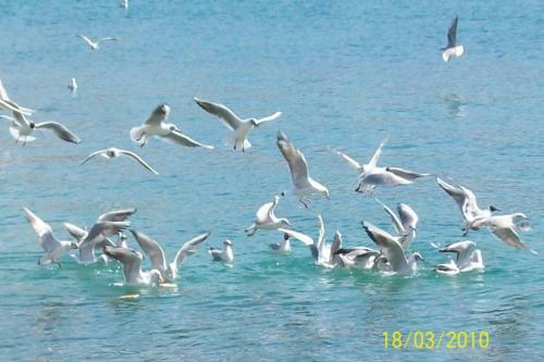 Hotel Elisabeta Borsh