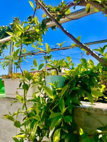 Crown Deluxe Apartments