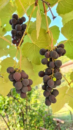 Green Zone Camping And Guest House