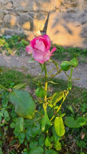 Green Zone Camping And Guest House