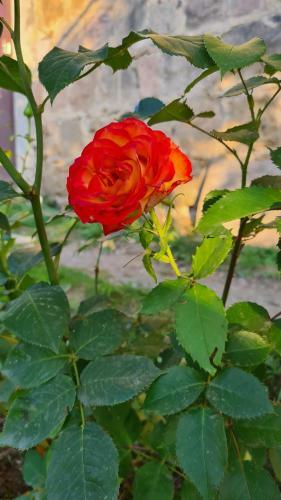 Green Zone Camping And Guest House