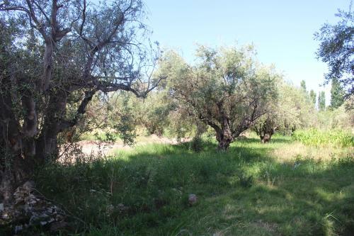 Caba�a En Olivar Centenario Agroecol�gico Tutuna