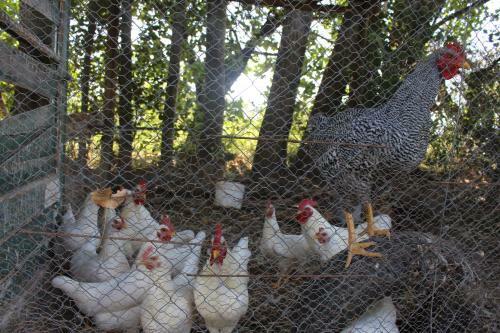 Caba�a En Olivar Centenario Agroecol�gico Tutuna