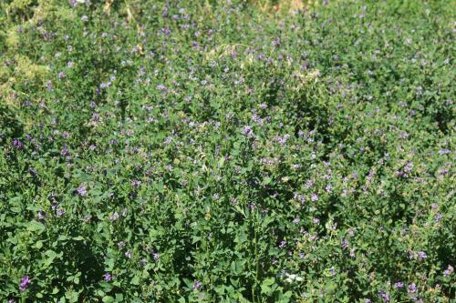 Caba�a En Olivar Centenario Agroecol�gico Tutuna