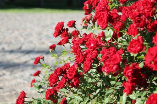 Agroturismo Complejo Arboreto