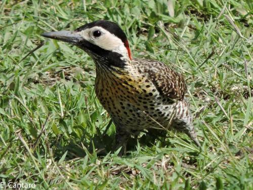 Apartamento El C�ntaro