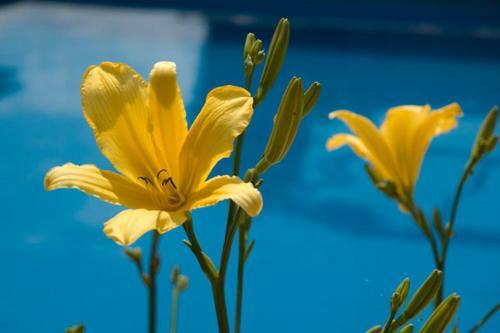 Apartamento Caba�as El Olivo