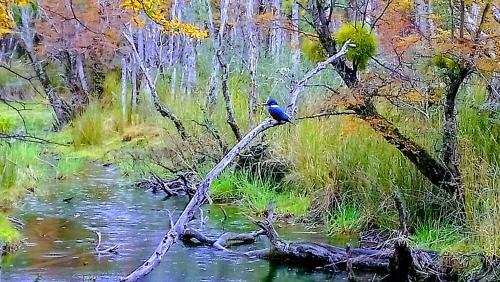 Caba�as Los Patos
