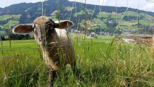 Posada Gasthaus Obergaisberg