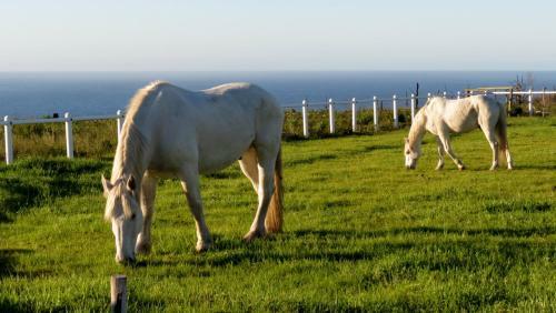 Agroturismo T'niqua Stable Inn