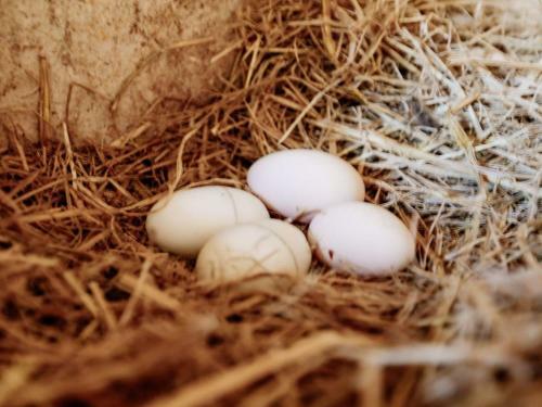Hardigreen Park - Spacious With Tennis Court