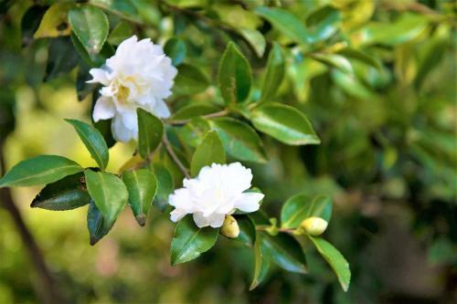 Apartamento Adelaide Hills 'camellia Cottage' - Wifi
